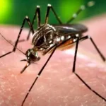Dengue: Ministério da Saúde estuda ampliar oferta de vacinação